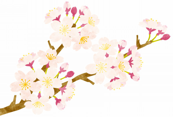 桜の花 Rkrkのフリーイラスト