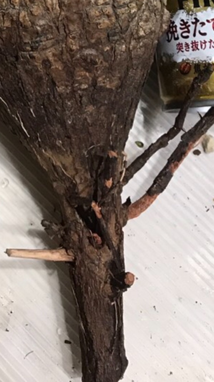 オペルクリカリア パキプス Mana S Green