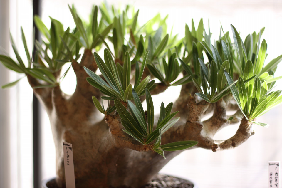 パキポディウムの育て方 Mana S Green パキポディウムの育て方 Mana S Green