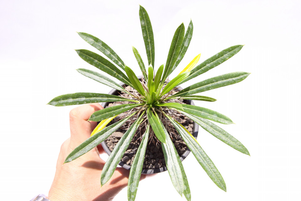 パキポディウムグラキリス Pachypodium lameri パキポディウム ラメレイ 観葉植物 パキポディウム ラメリー の人気商品一覧・価格比較 - 価格 com