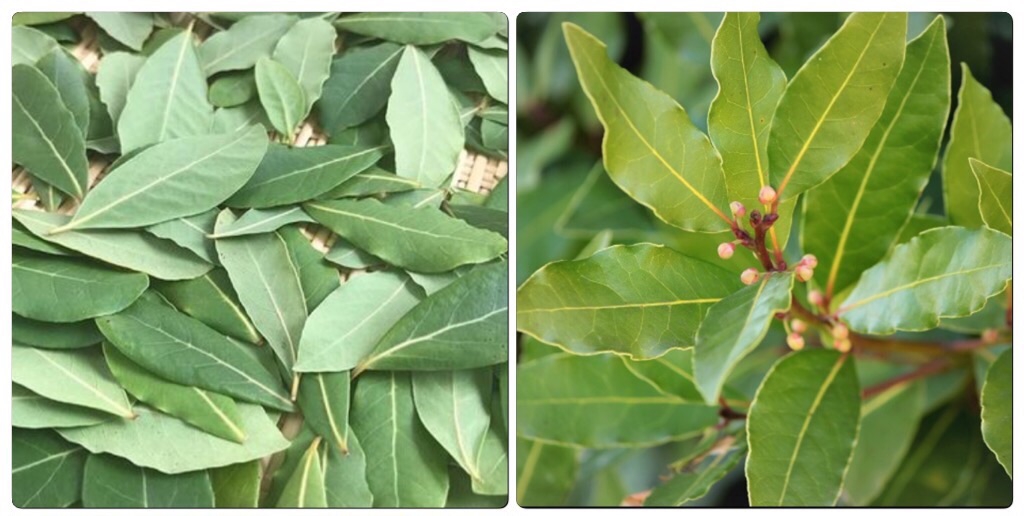 月桂樹 草木染め 色見本 植物 材料 | 季節の草木染め と 色 と