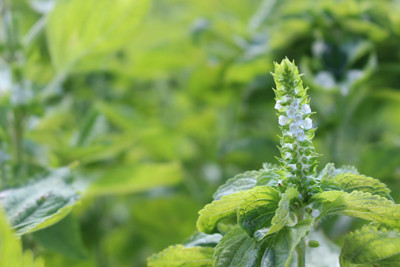 えごまの花が咲きました 健幸ファームいづも農縁 ブログ