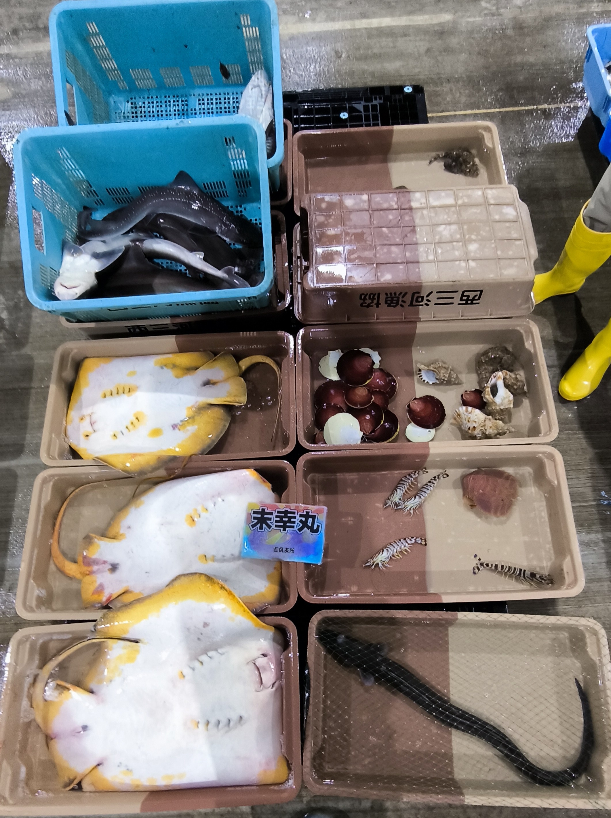 20日、大船 3、中船◎、内湾船 1、佐久島、他支所、他船、キンメダイ