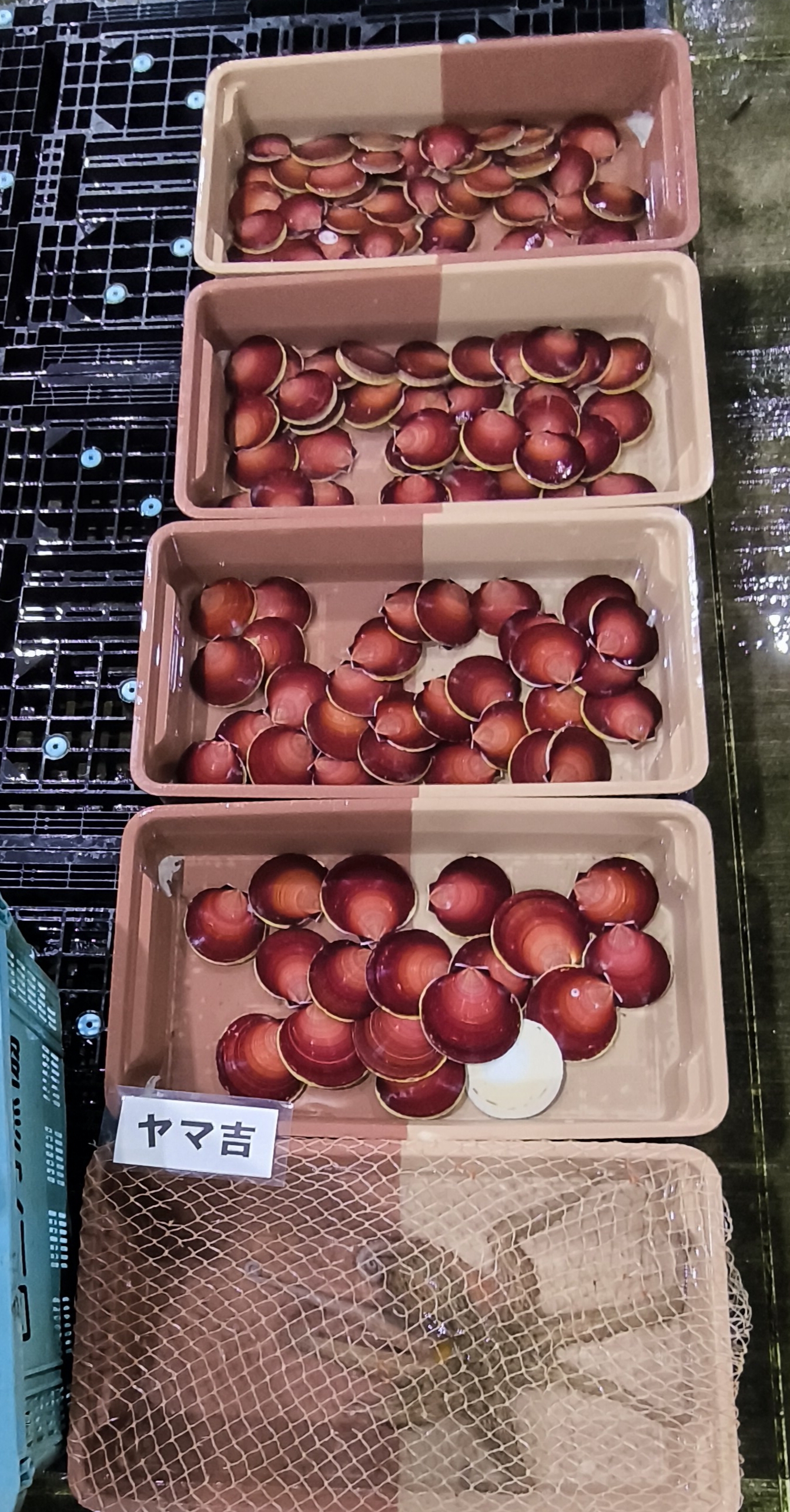 17日、大船 1、ヒラメ、佐久島、流し網、 ! | 三河一色さかな村・深谷水産