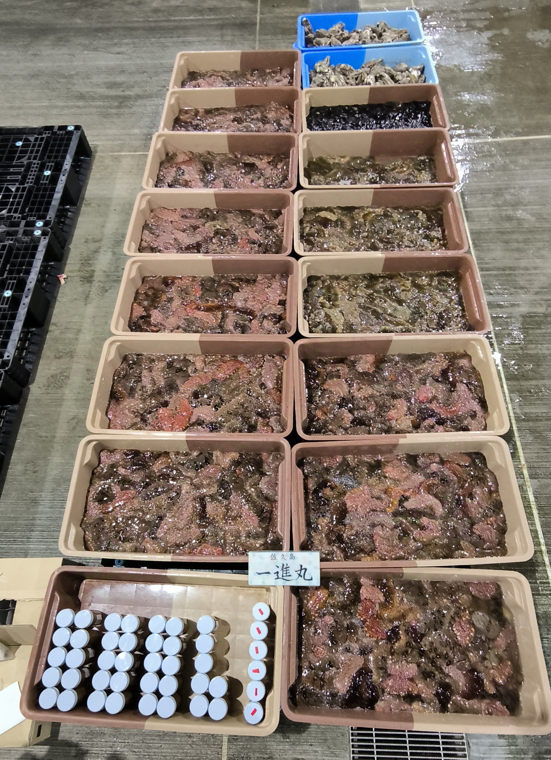 27日、佐久島、モクズガニ、! | 三河一色さかな村・深谷水産