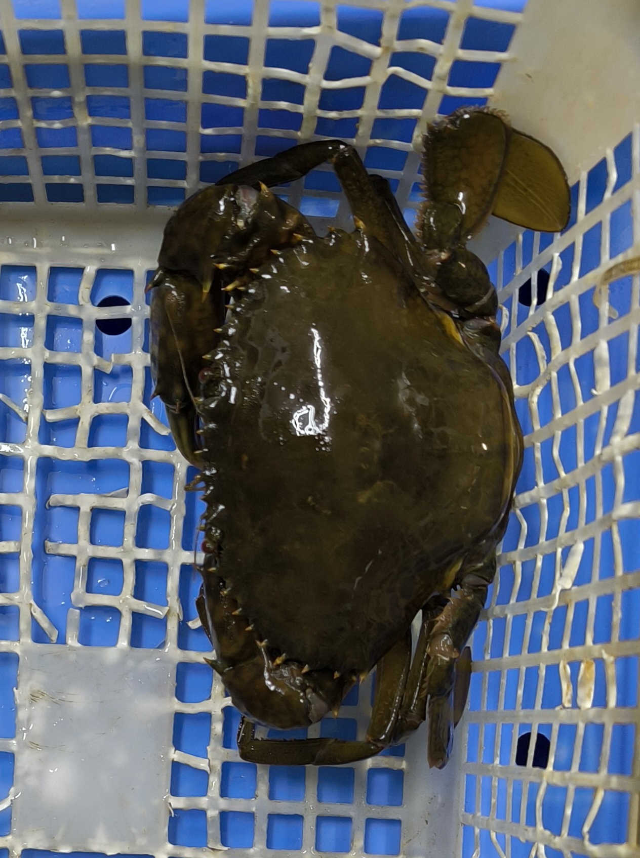 産総研：九州・パラオ海嶺に過去2000万年間の連続的な堆積物が