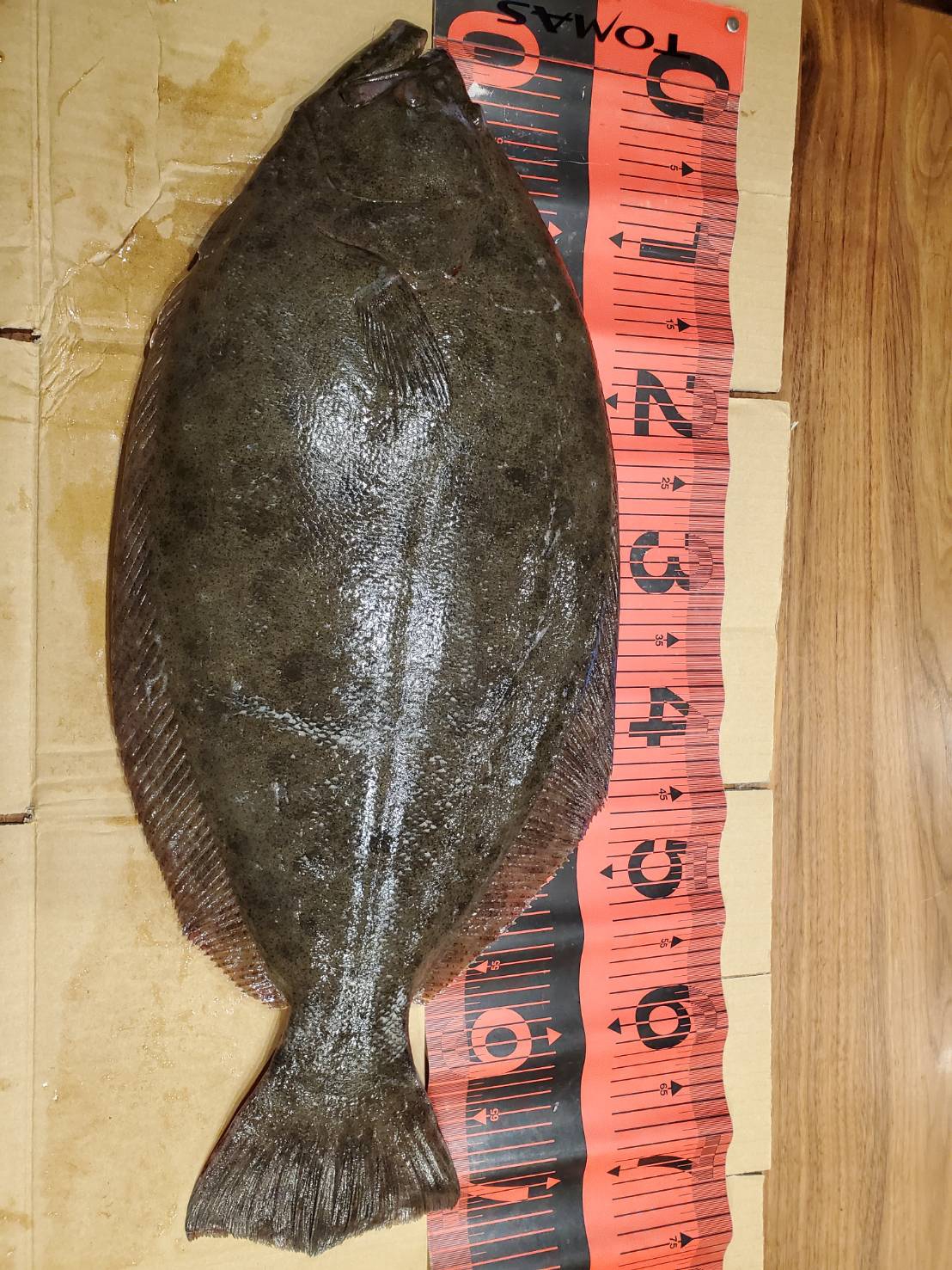 お客様からの投稿写真集 三河一色さかな村 深谷水産