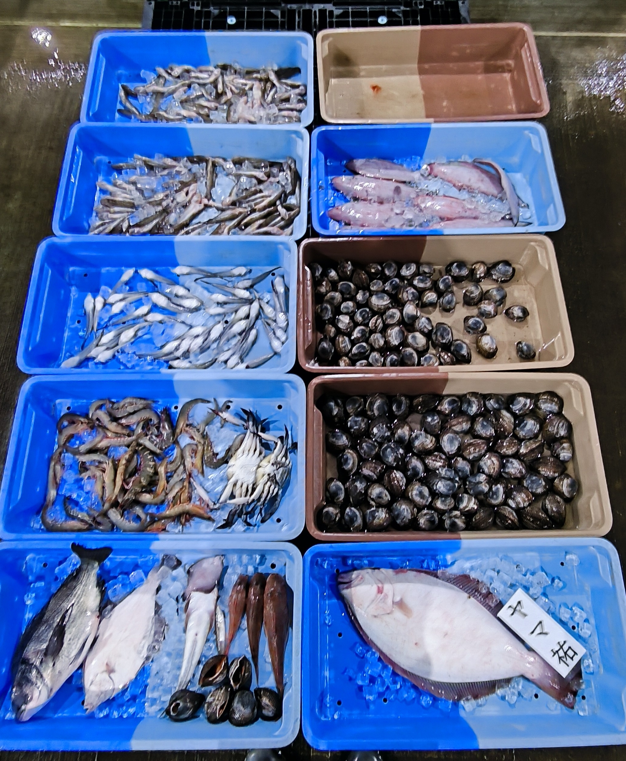 12日、野間の内湾船、モクズガニ、 ! | 三河一色さかな村・深谷水産