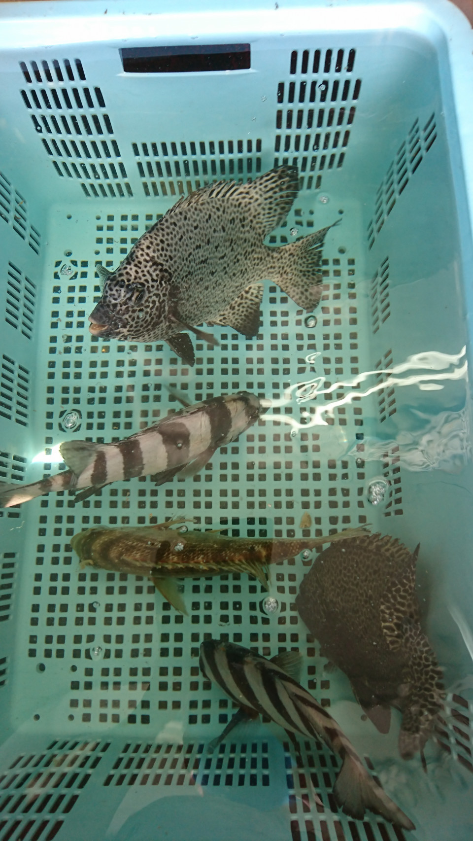 13日 市場はお休みですが 三河一色さかな村 深谷水産