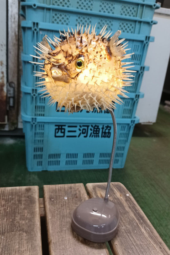 趣味 ペット 三河一色さかな村 深谷水産