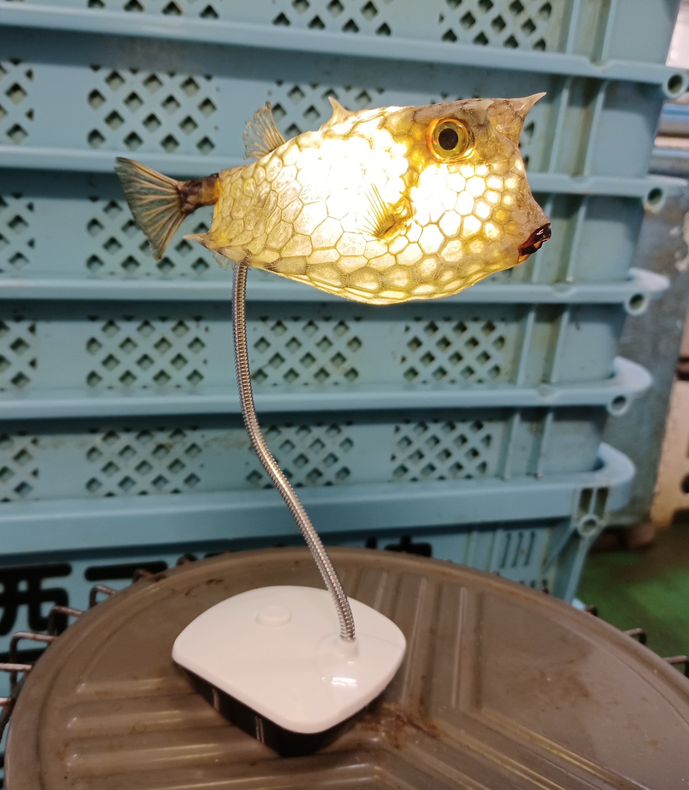 趣味 ・ペット | 三河一色さかな村・深谷水産