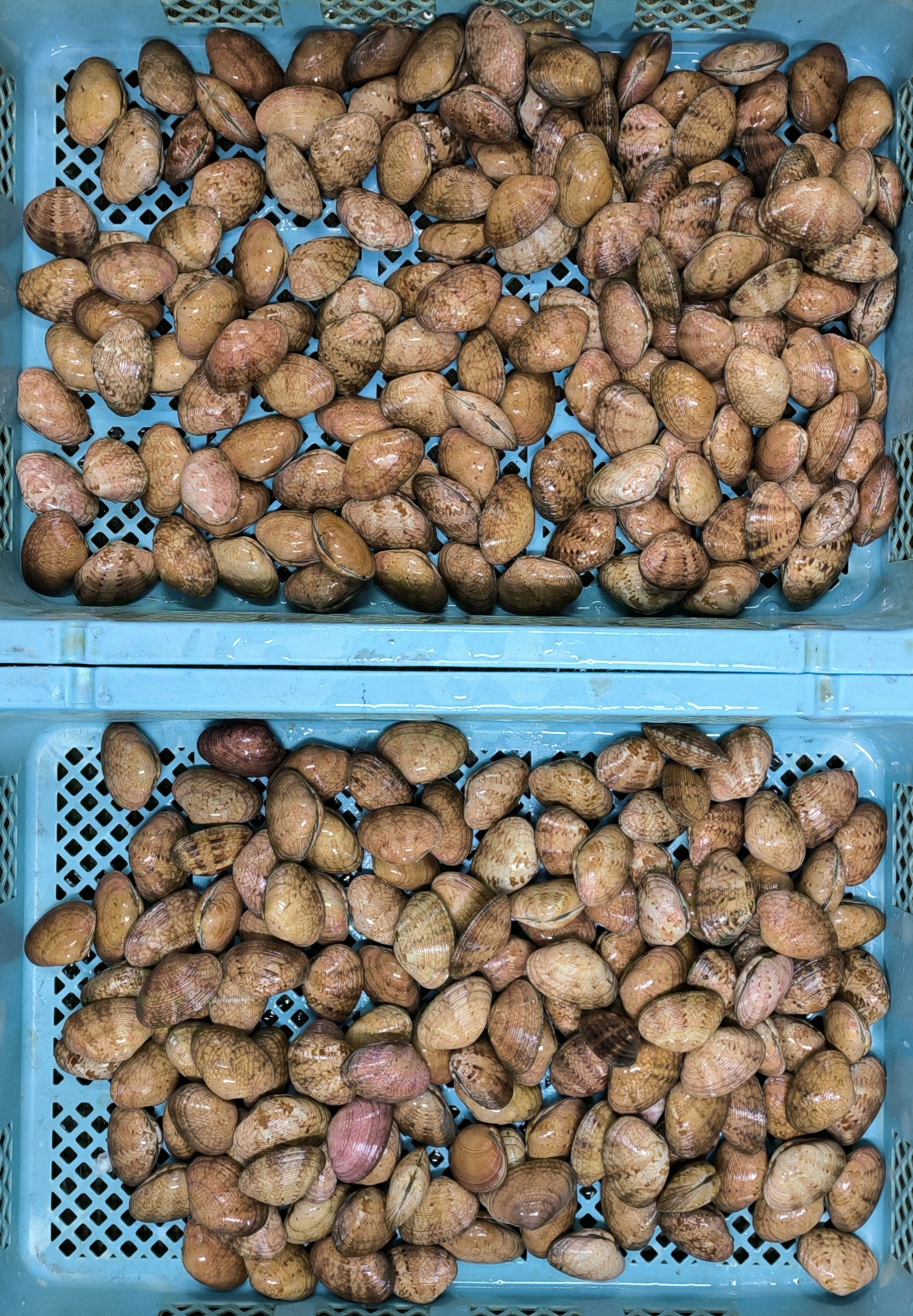 27日、佐久島、モクズガニ、! | 三河一色さかな村・深谷水産