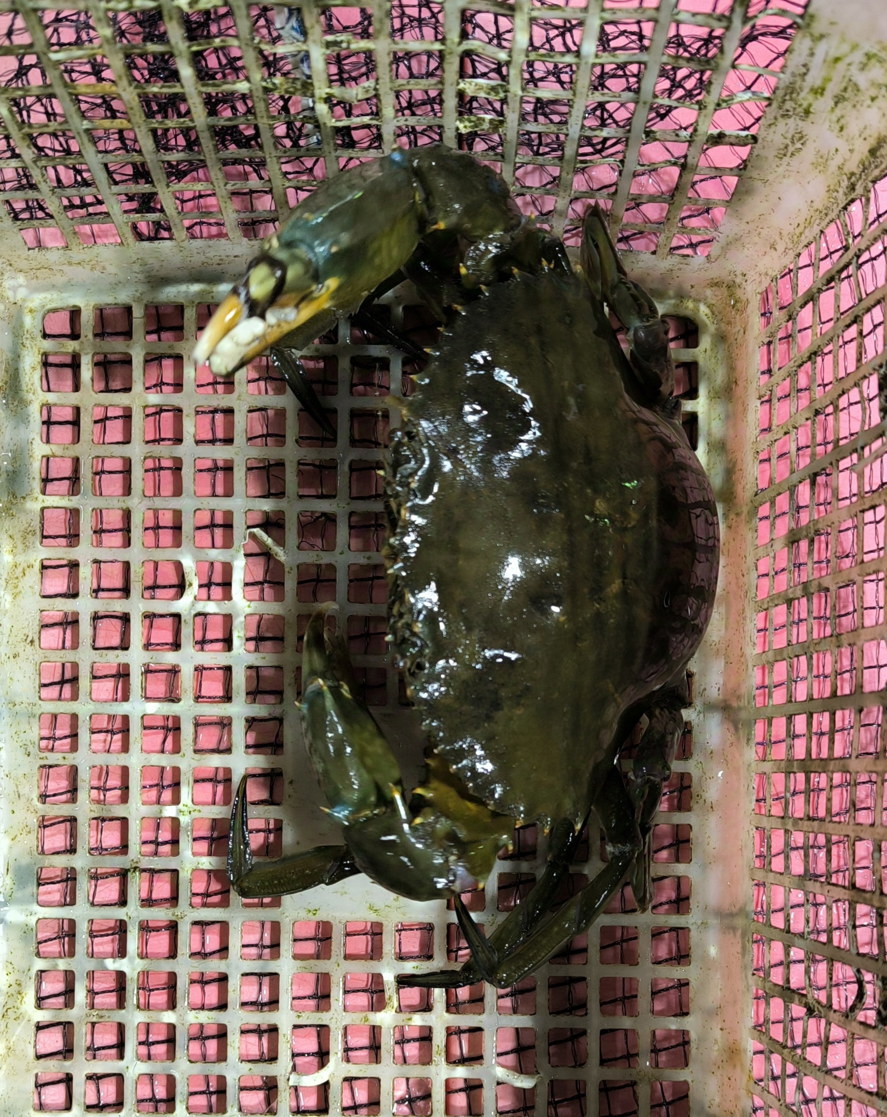 27日、佐久島、モクズガニ、! | 三河一色さかな村・深谷水産