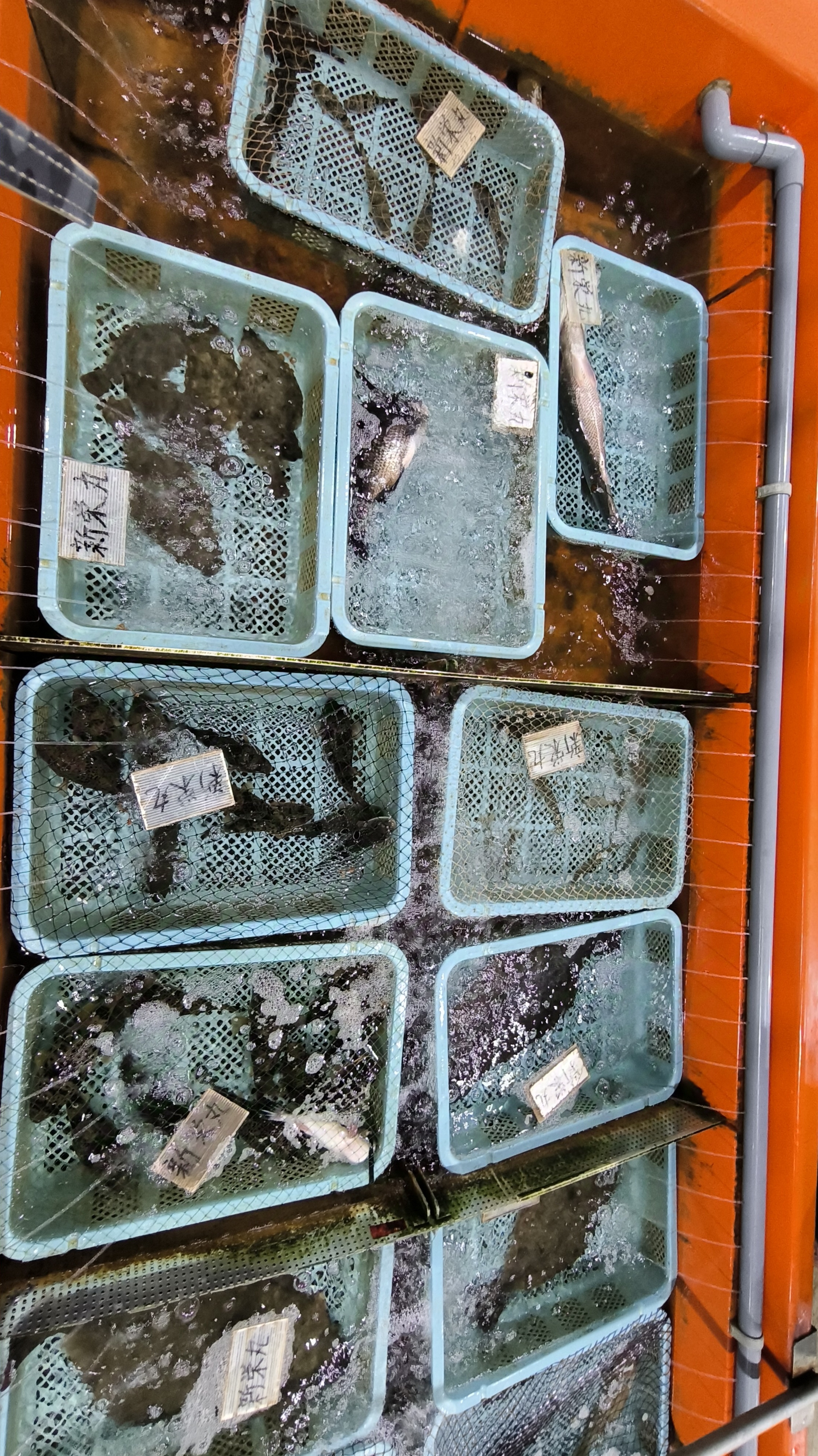 28日、内湾船 1、佐久島 ! | 三河一色さかな村・深谷水産