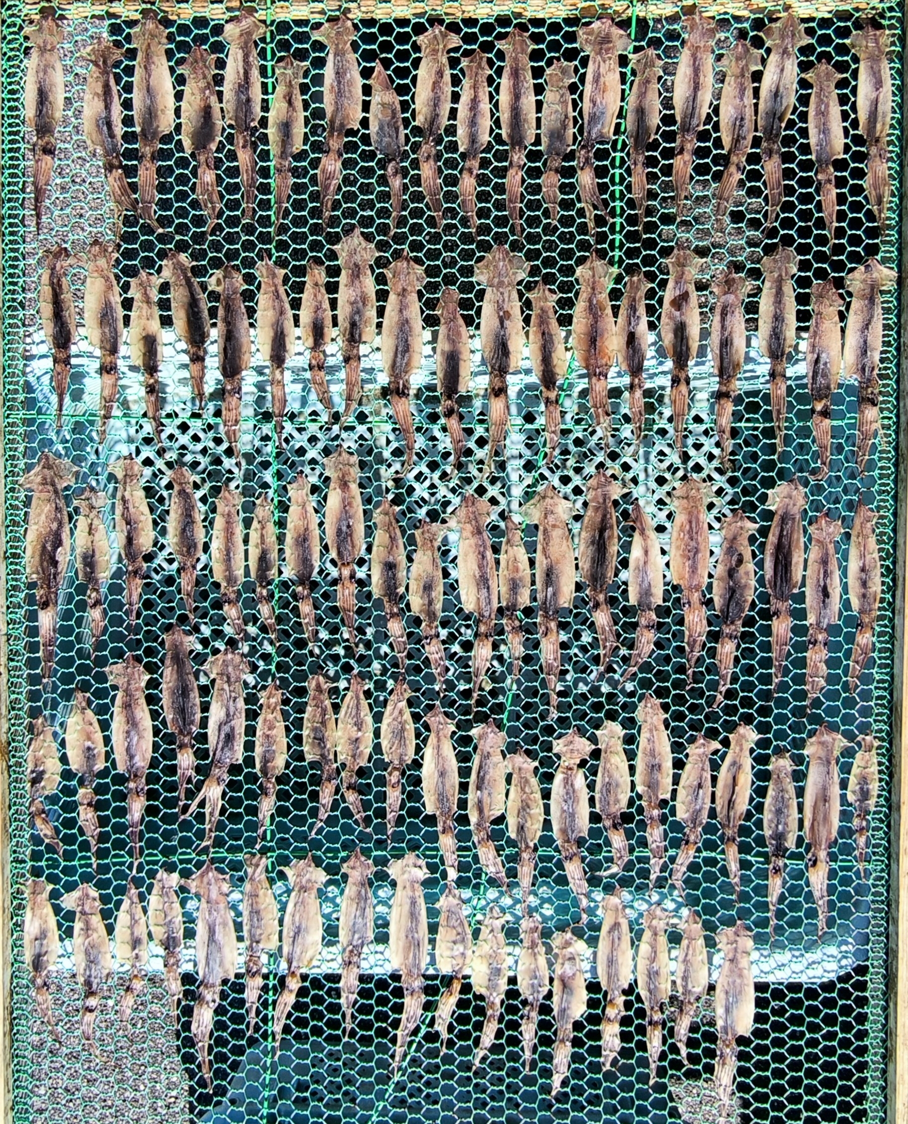 12日、野間の内湾船、モクズガニ、 ! | 三河一色さかな村・深谷水産