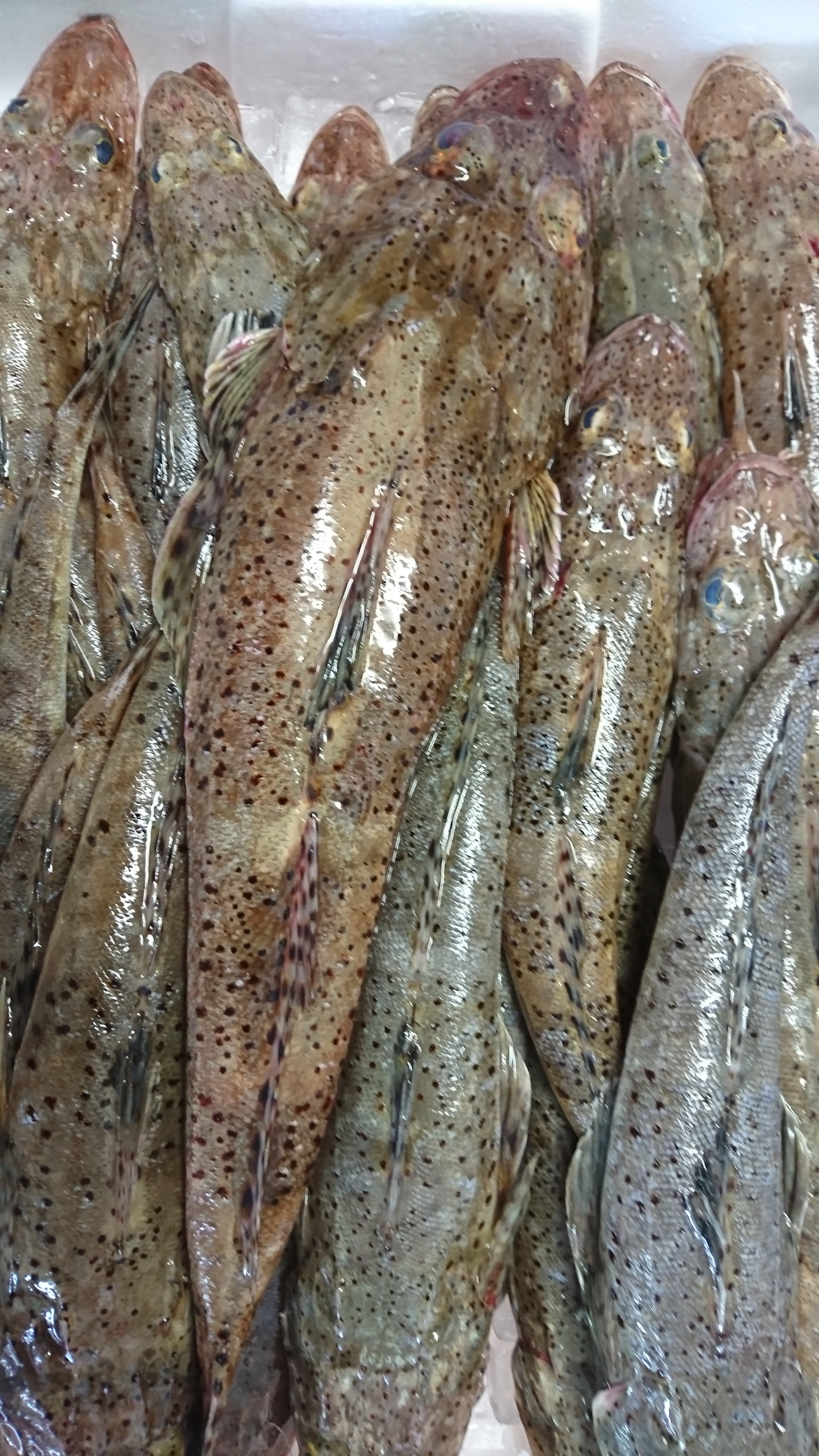 13日 市場はお休みですが 三河一色さかな村 深谷水産