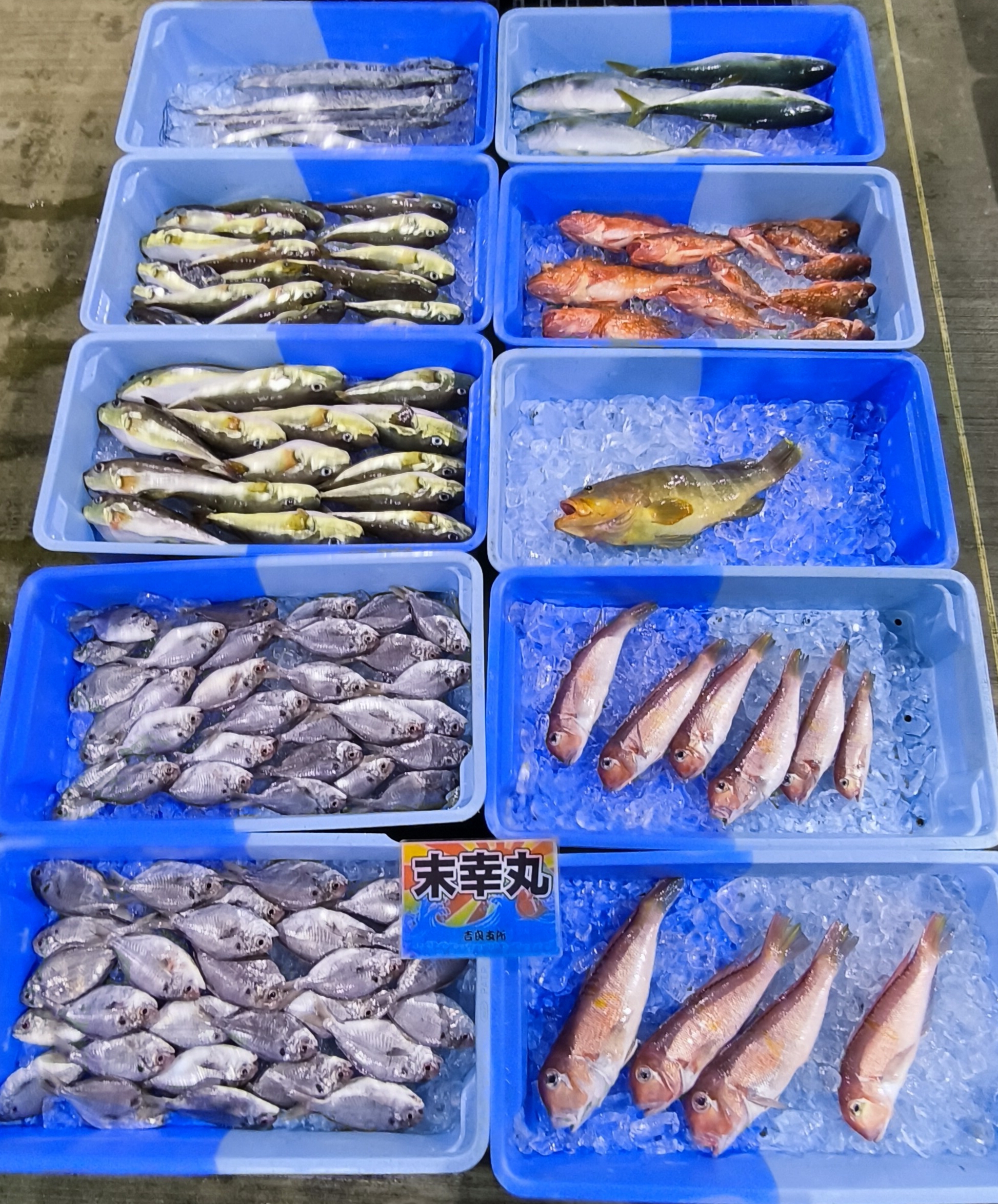 20日、大船 3、中船◎、内湾船 1、佐久島、他支所、他船、キンメダイ