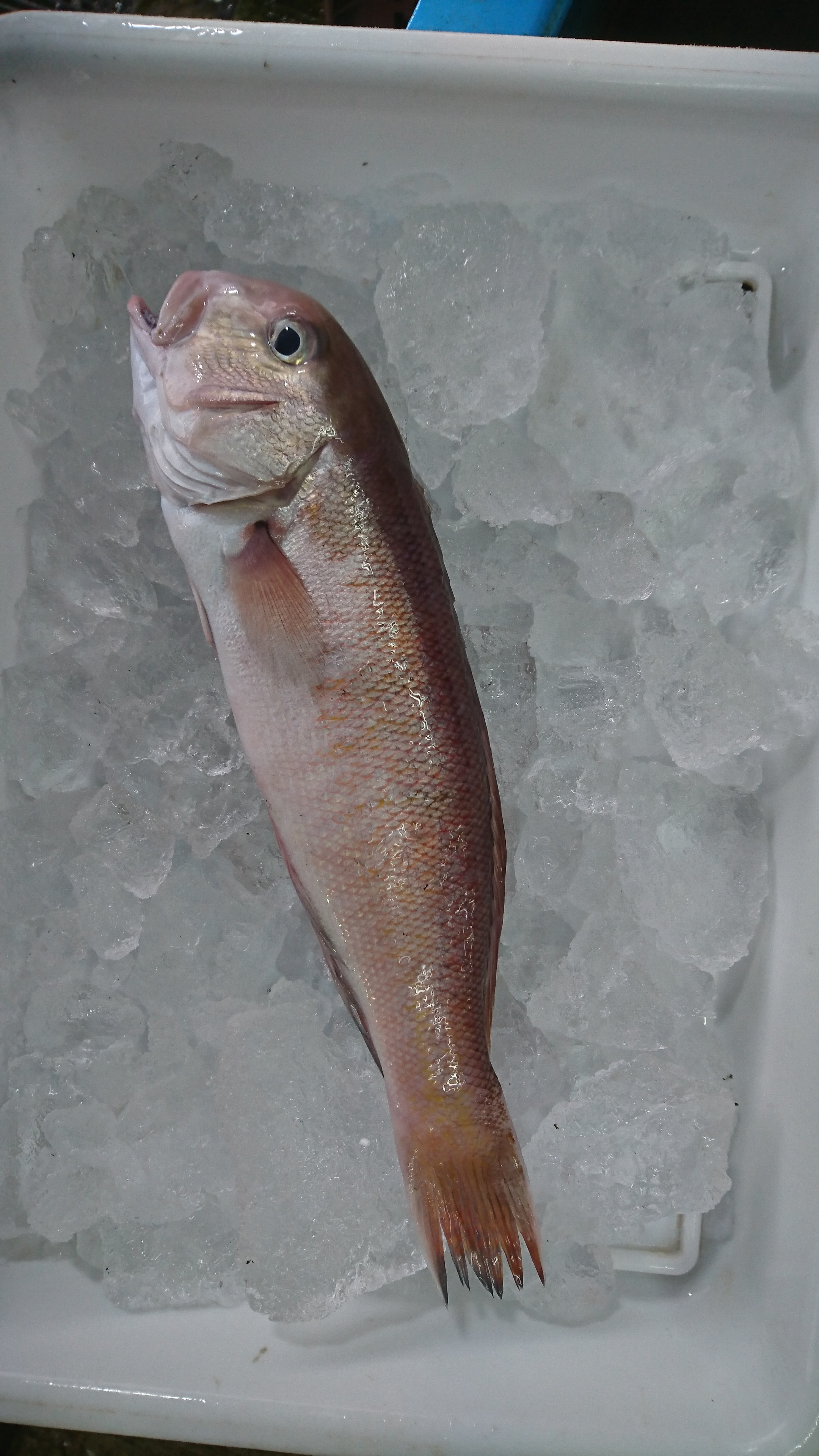 3日 内湾船1 カニ籠 サワラ釣り 三河一色さかな村 深谷水産