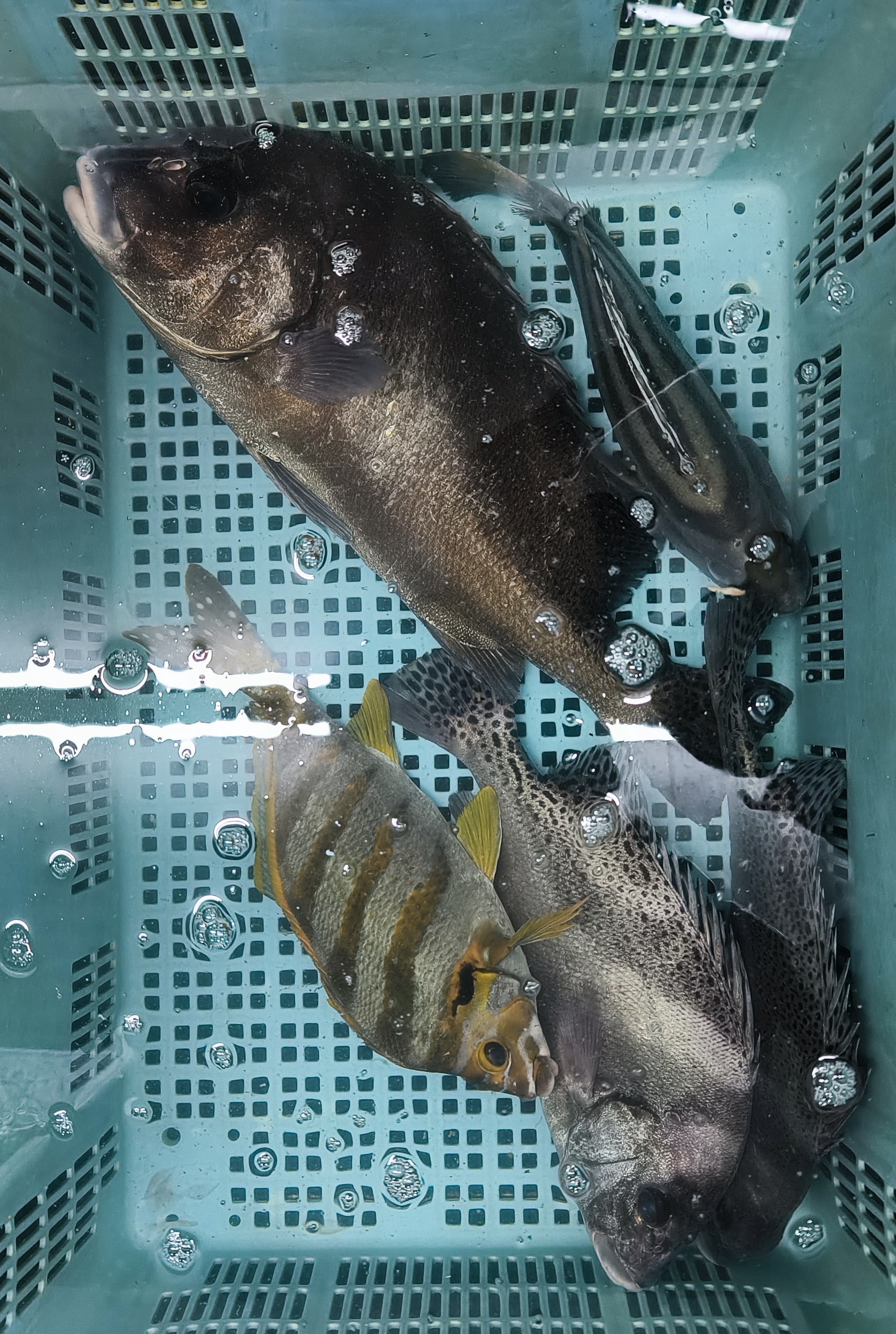 12日、野間の内湾船、モクズガニ、 ! | 三河一色さかな村・深谷水産