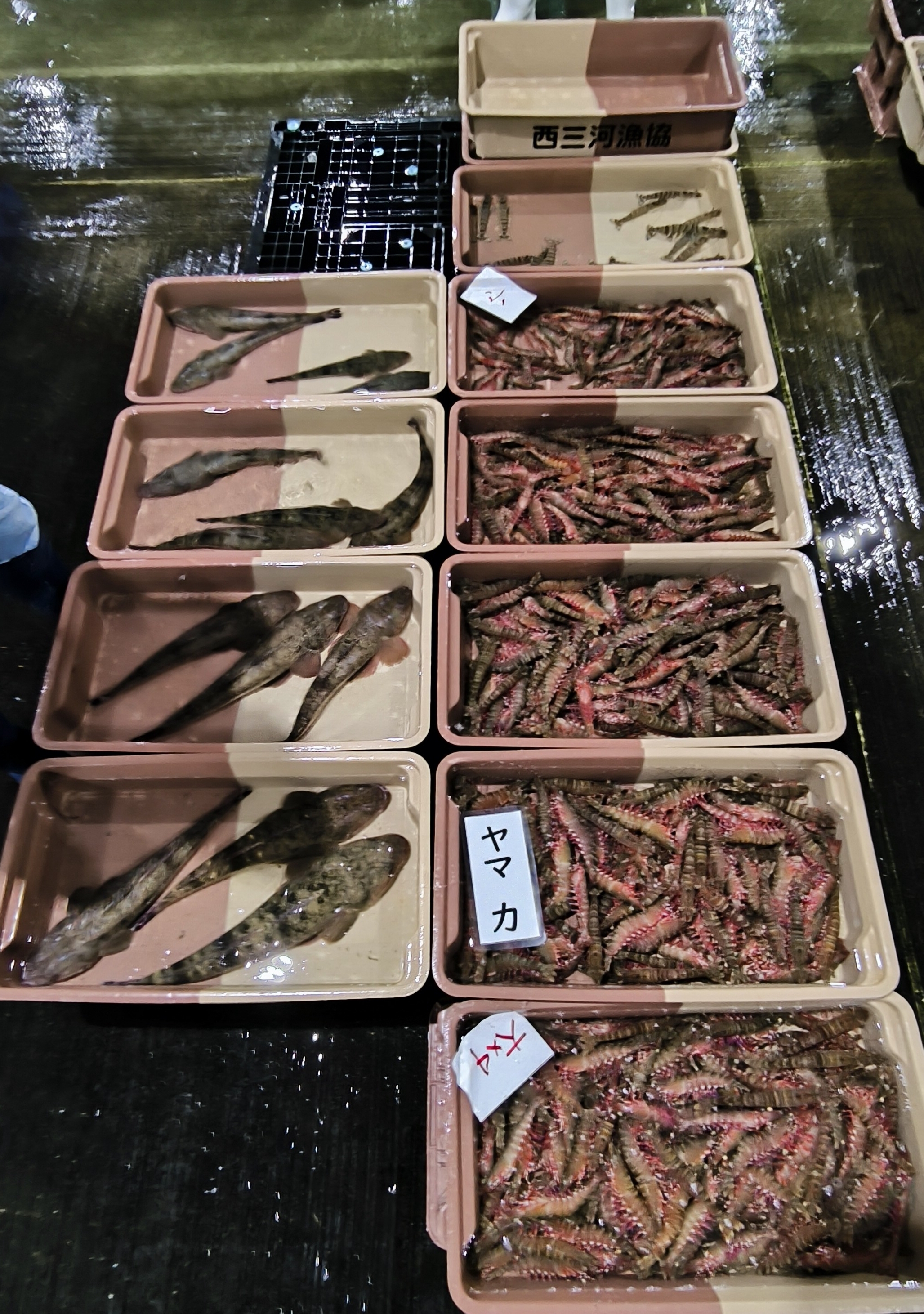 12日、野間の内湾船、モクズガニ、 ! | 三河一色さかな村・深谷水産