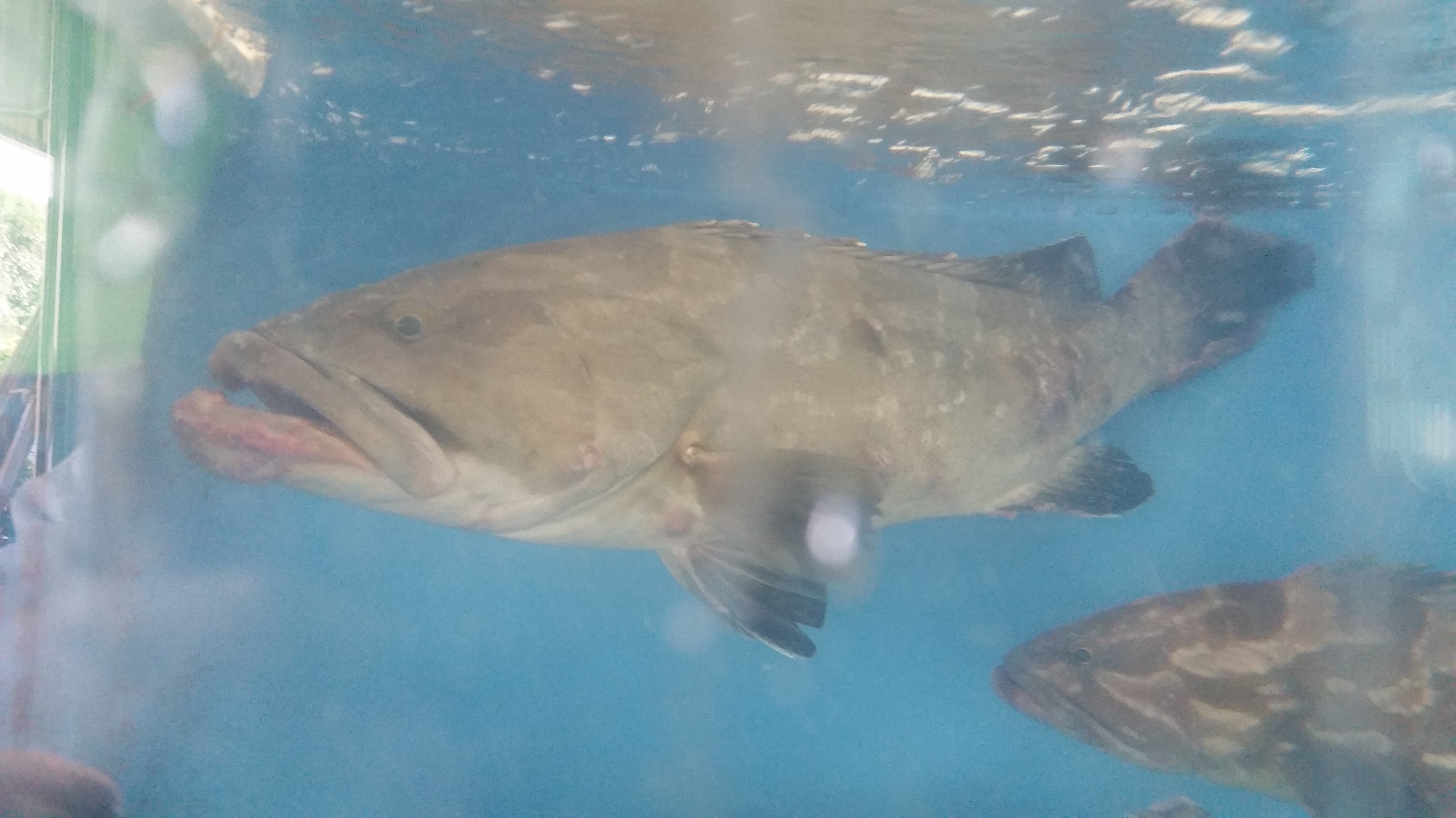 天然くえ🎵 | 日本料理・寿司・配達 川久