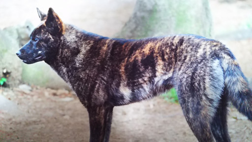 日本犬 甲斐犬 飛騨佐伯犬舎