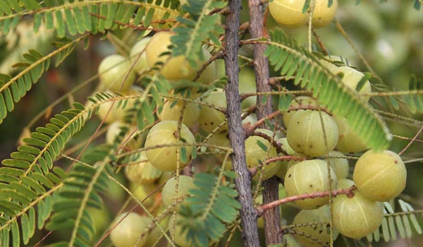 なんてったって100%自然素材！ 其の二 インドハーブ のスキンケアは