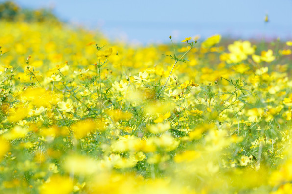 コスモス畑の開花 写真撮影 上達の近道 フォトレッスン