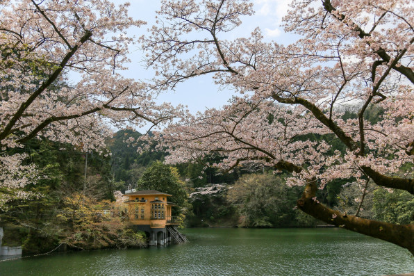 湖畔の桜 鎌北湖の美しい桜並木 写真撮影 上達の近道 フォトレッスン