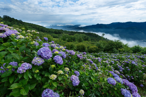 秩父の新緑とあじさい畑 写真撮影 上達の近道 フォトレッスン