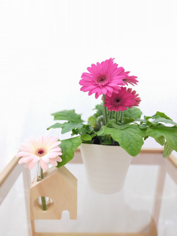 ミニガーベラの育て方 Nakano Nursery