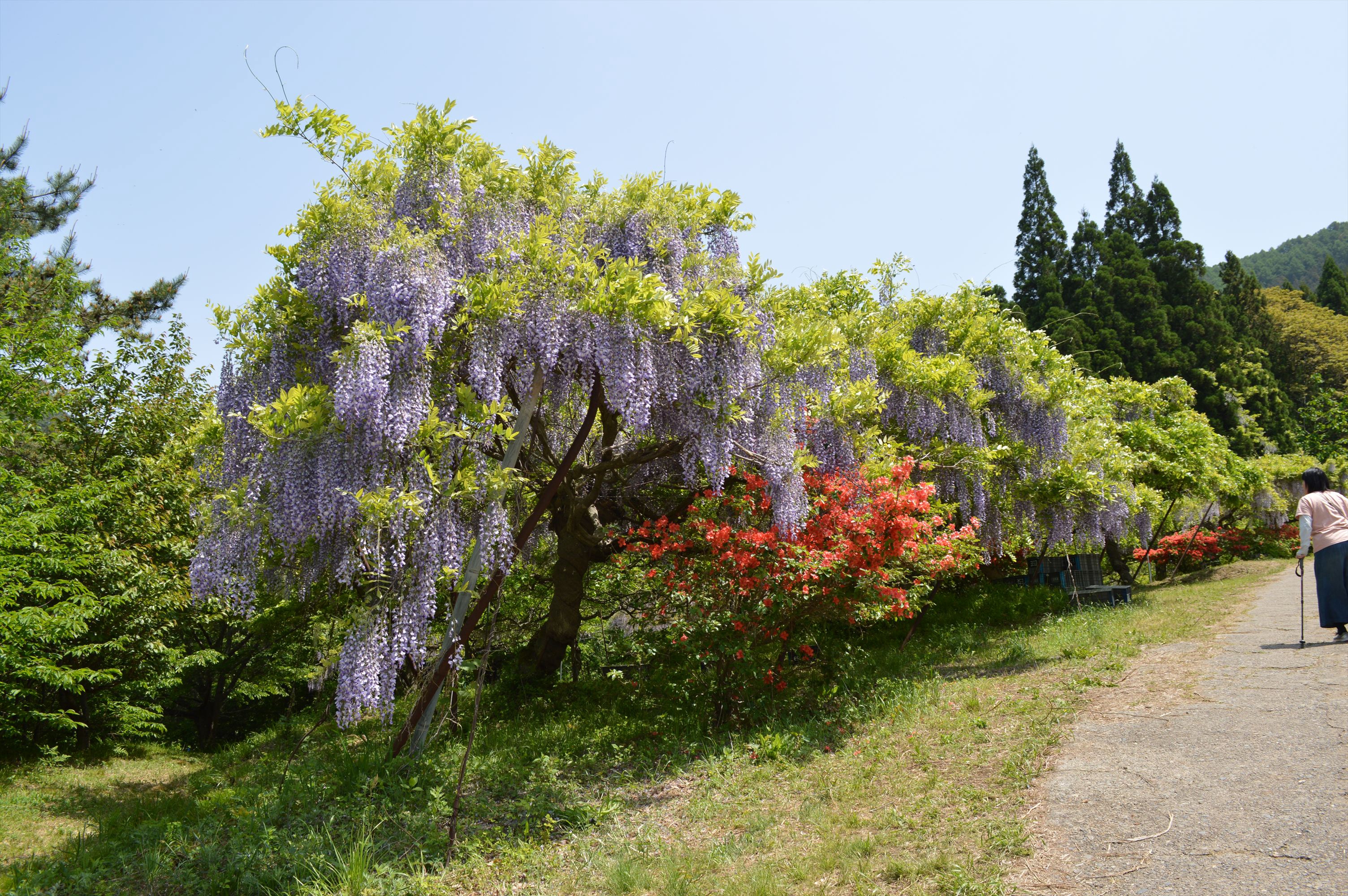 長野市若穂山新田区 見晴らし公園の藤棚 | 北信濃・妙高エリア観光情報