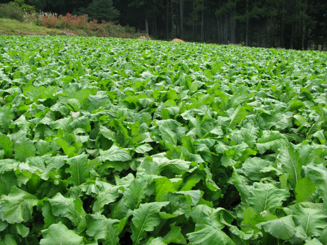 野沢菜漬け 北信濃 妙高エリア観光情報 ふるさとを旅する 野沢菜漬け 北信濃 妙高エリア観光情報 ふるさとを旅する