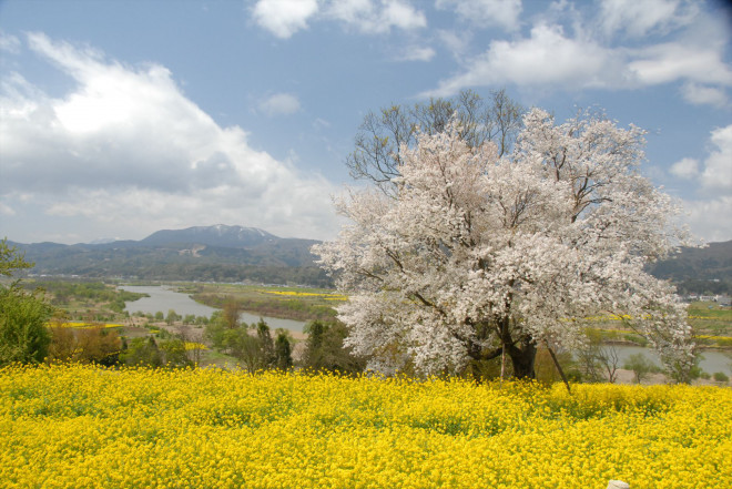 ふるさと を感じる風景 菜の花公園 北信濃 妙高エリア観光情報 ふるさとを旅する