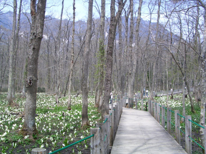 戸隠森林植物園の水芭蕉 北信濃 妙高エリア観光情報 ふるさとを旅する