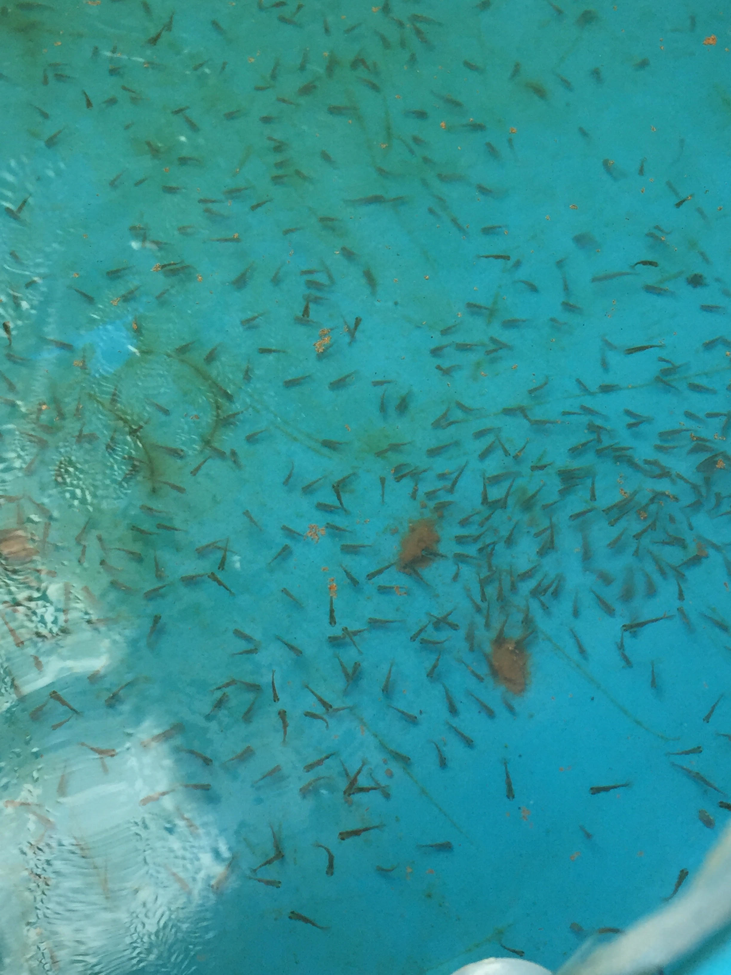 稚魚に与える艶藤だんご