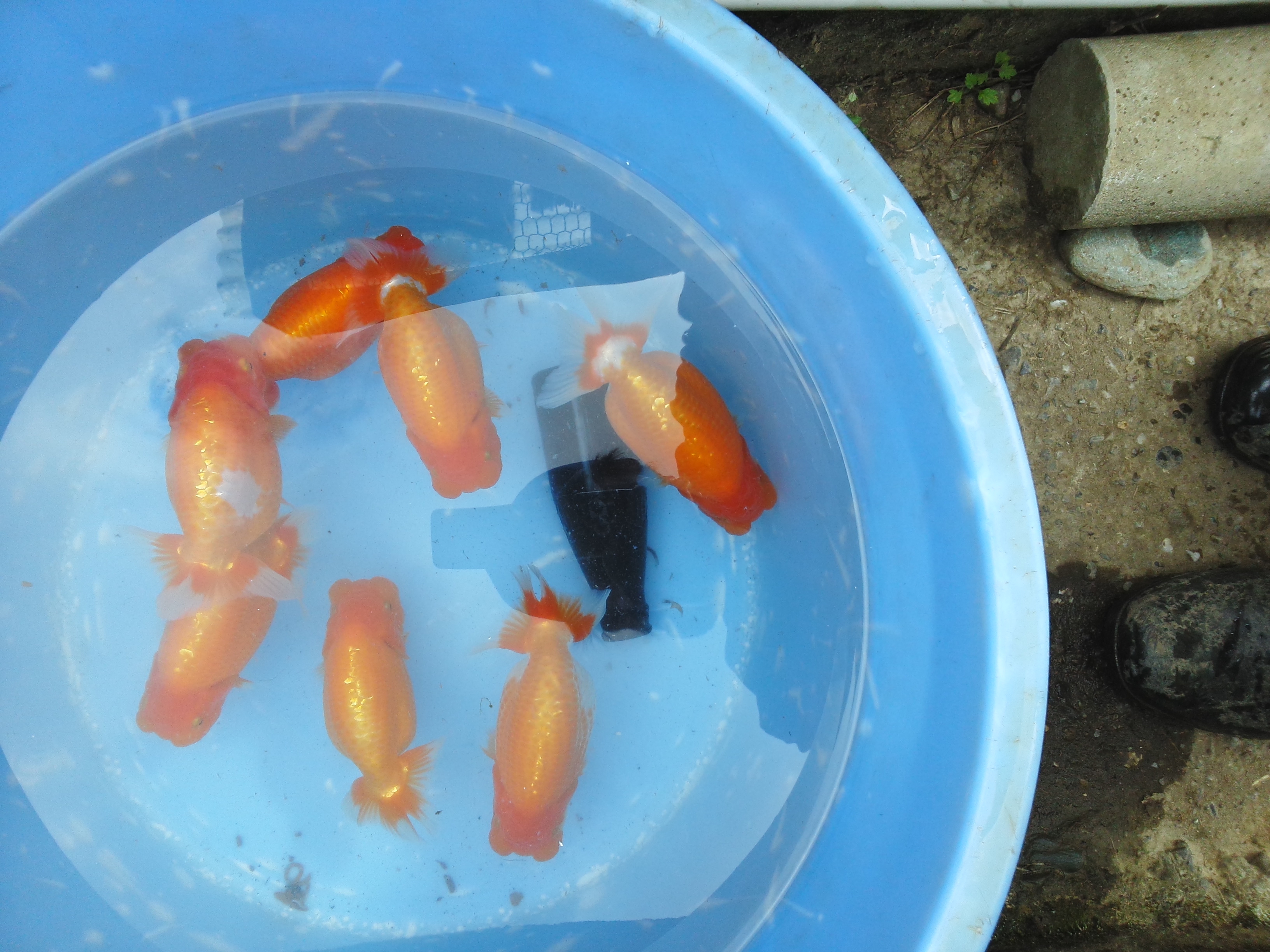 艶藤で育った当歳魚