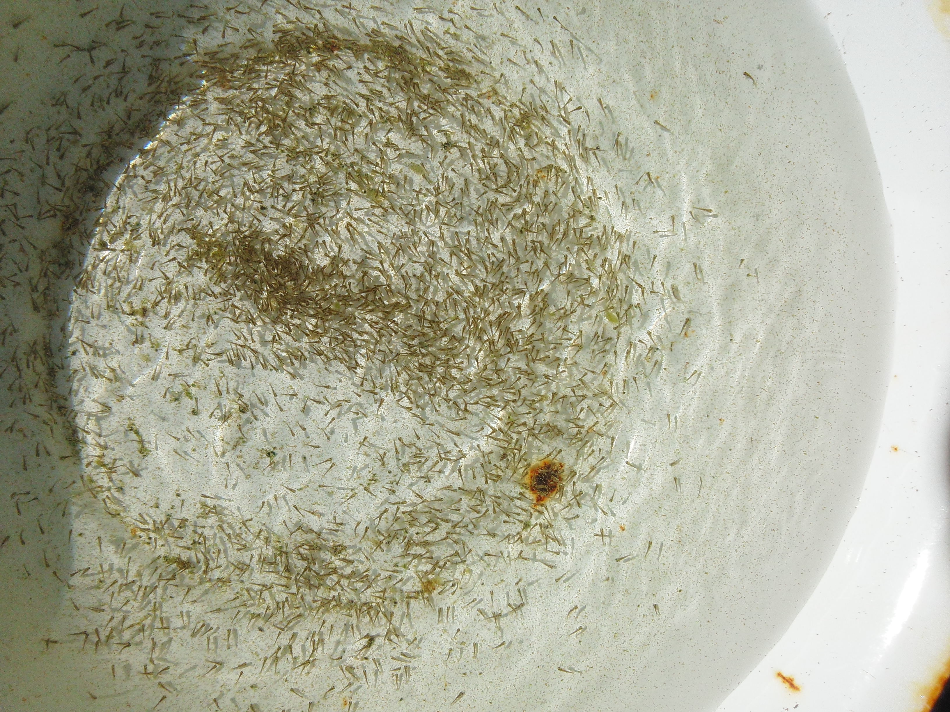 艶藤を食べて育つ稚魚