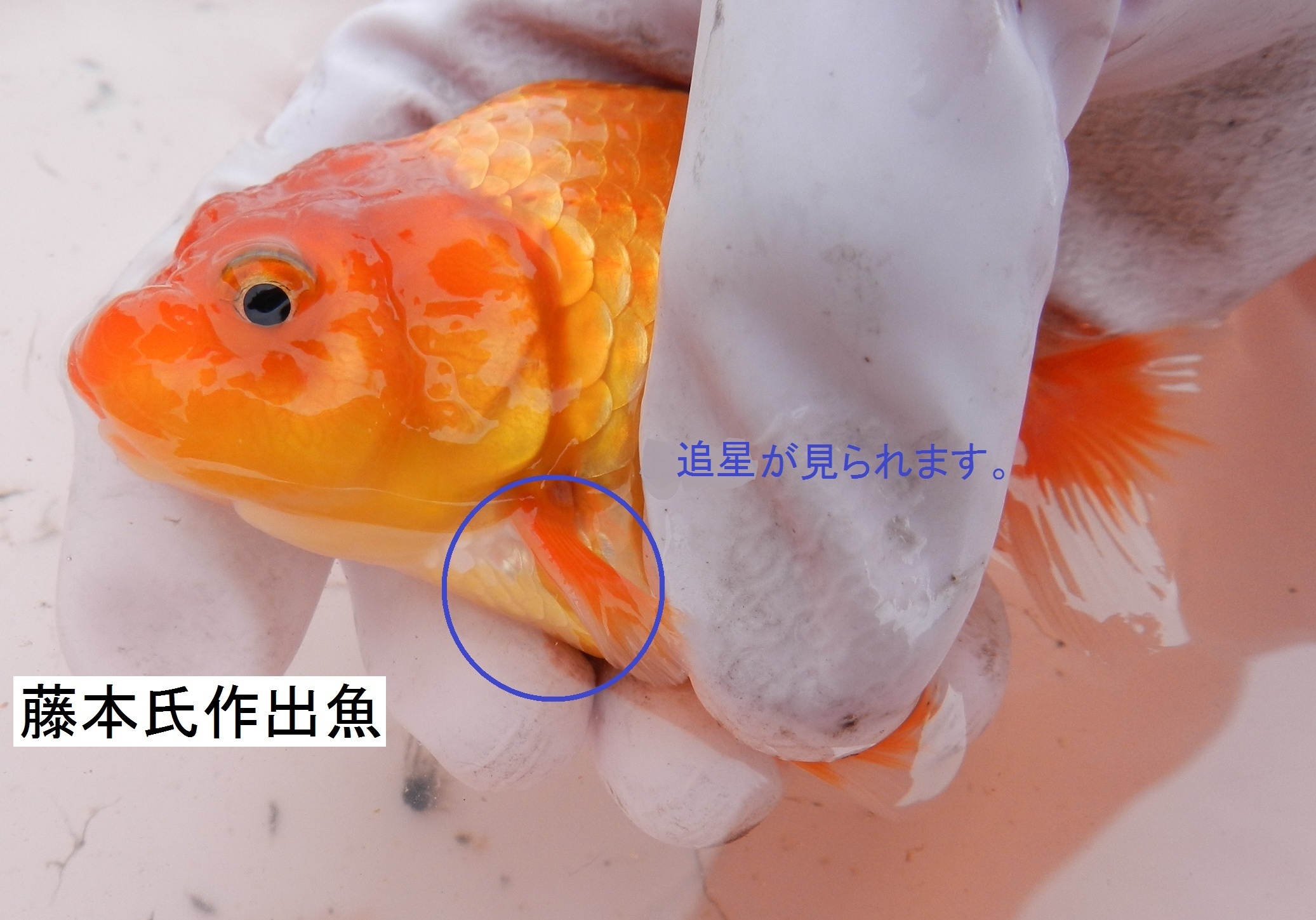 【中古】 よくわかるジュウシマツの飼い方ふやし方/つちや書店/大久保巨 Yahoo!オークション - たのしい【ジュウシマツの飼い方 ふやし方