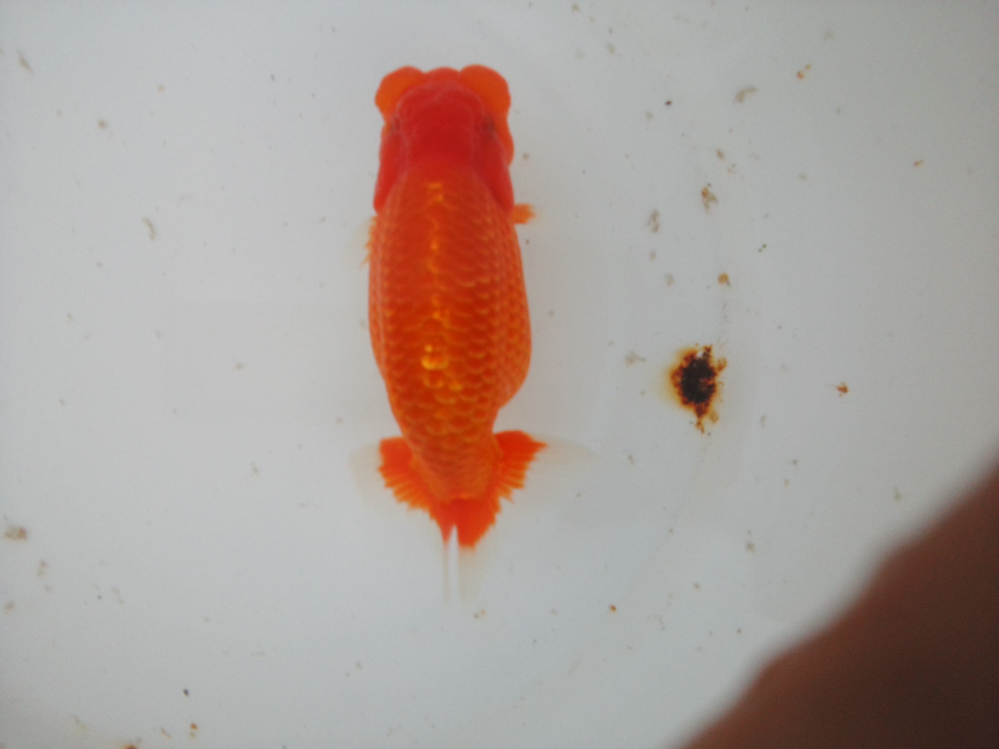 ランチュウ飼育（2020年） | バイオ科学の高級らんちゅう飼料 艶藤