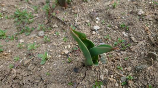 ４年目の チューリップの芽が出ました こもりくブックセンター