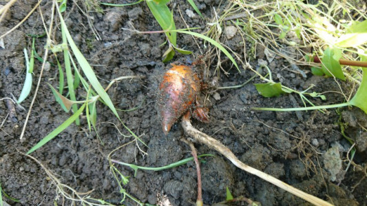 22 チューリップの球根を掘り上げました こもりくブックセンター