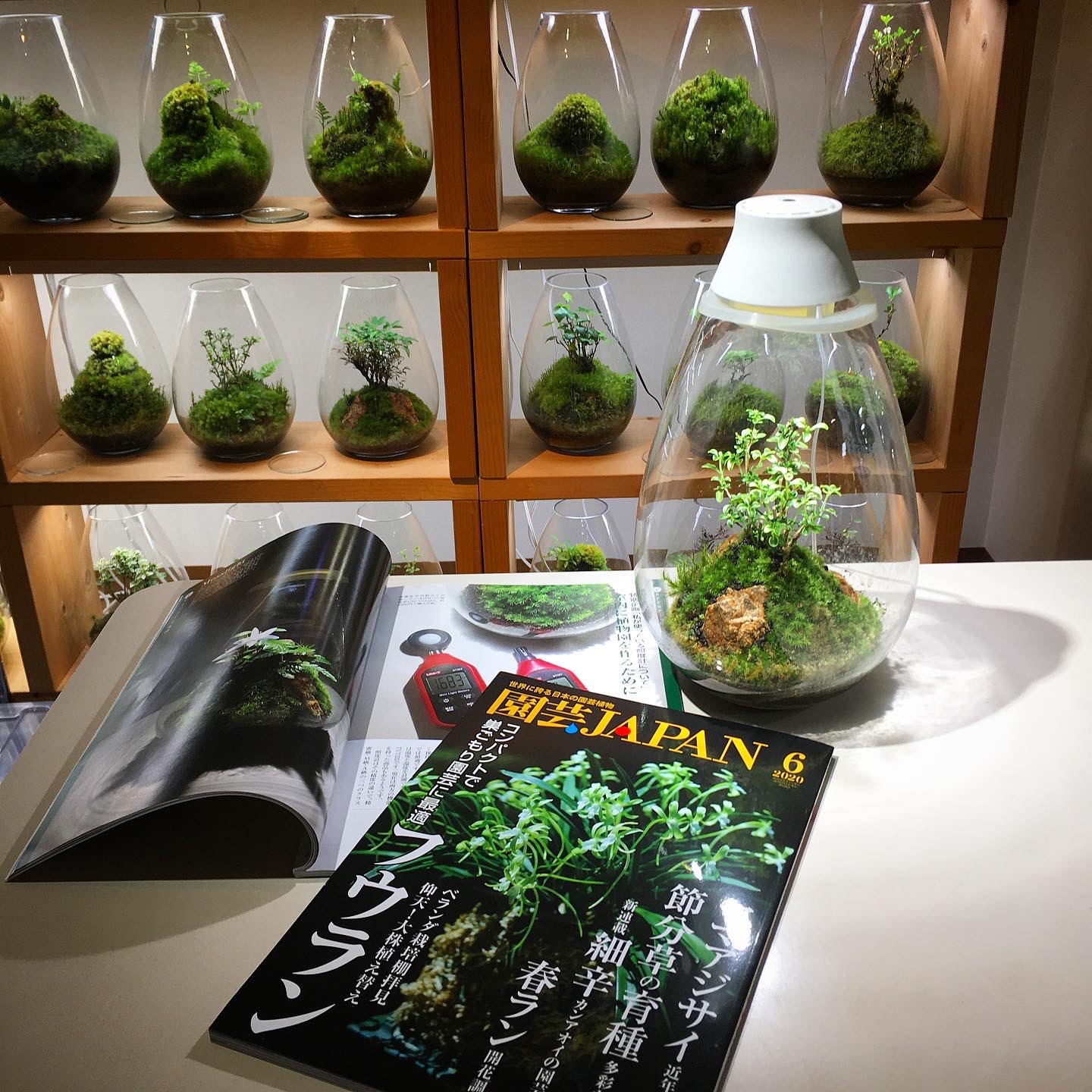 園芸JAPAN6月号と魅せる苔テラリウムの作り方 | Mosslight-LED