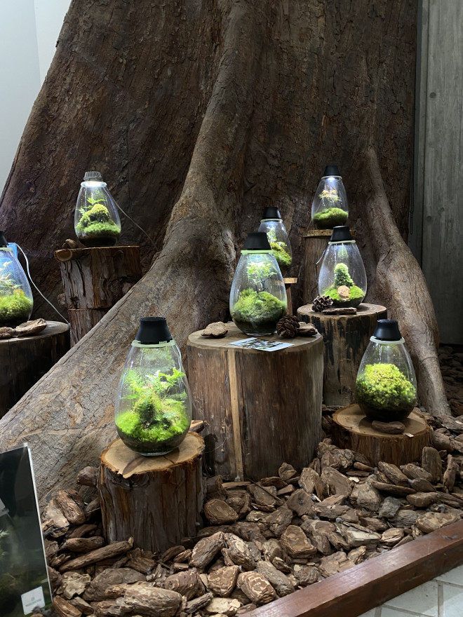 神戸市立森林植物園 紅葉のライトアップイベント Mosslight Led