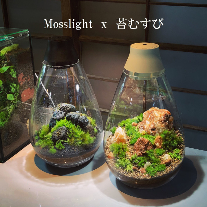 コラボ作品の販売がスタート Mosslight Led