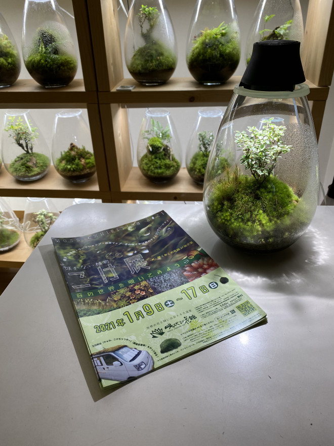 咲かない植物 こけ展 Mosslight Led