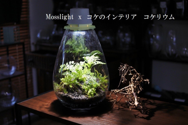 コラボ作品の販売がスタート Mosslight Led