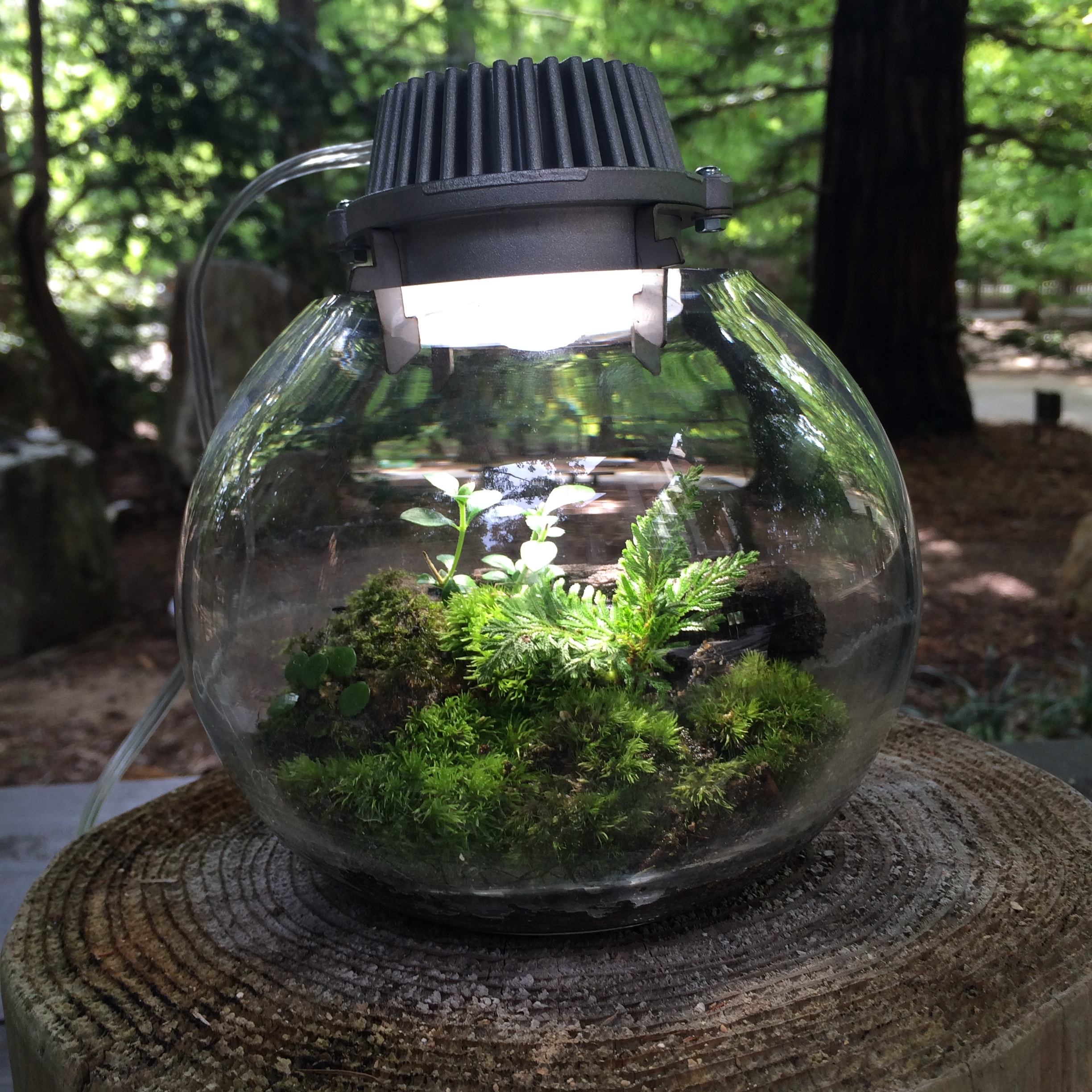 ガラス容器 | Mosslight-LED