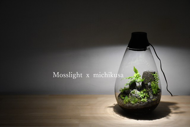 コラボ作品の販売がスタート Mosslight Led