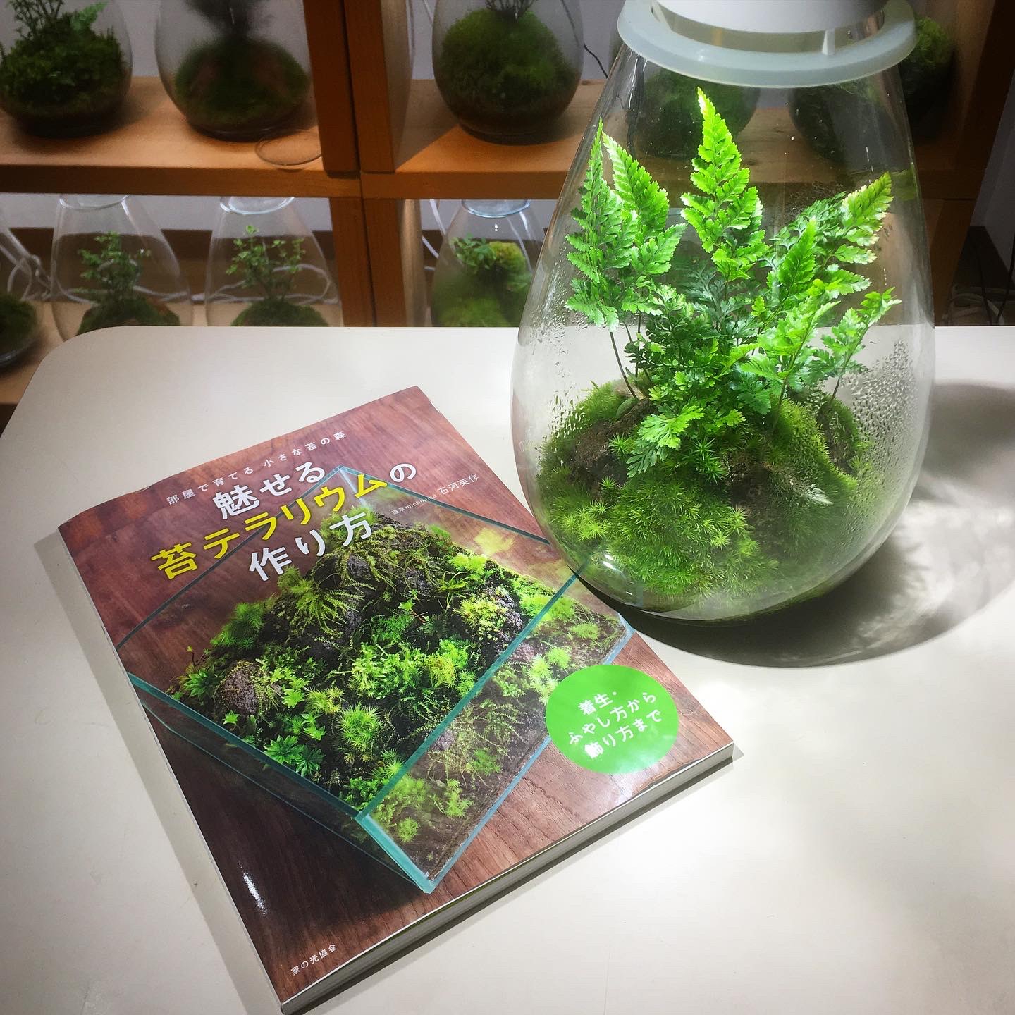園芸JAPAN6月号と魅せる苔テラリウムの作り方 | Mosslight-LED
